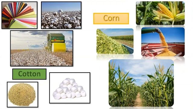 Brazil by Joara Secchi Candian смотреть онлайн