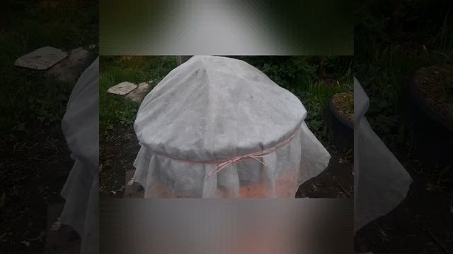 24 мая 2020 Монгольский карлик в мешке и парнике. Эксперимент. Продолжение. Экранчики. смотреть онлайн