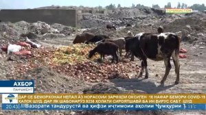 ПАНЧАКЕНТ | ВАЗЪИЯТИ ЭКОЛОГИ