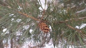 В лесничествах Воронежской области собрали первые 10 тонн  сосновых шишек