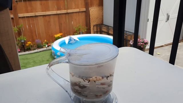 David's Tea steeper #davidstea смотреть онлайн