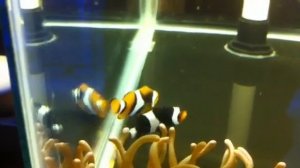 Onyx and Black Photon Clown Pair