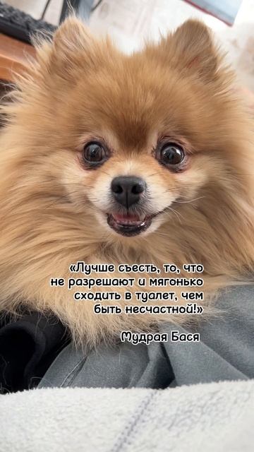 Лучше съесть, чем не съесть!