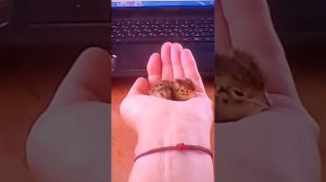 Ножки у перепеленка разъезжаются