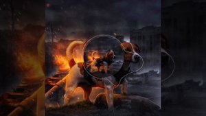 пес патрон #dogpatron #dog #patron #pes #patron #ukraine #песпатрон #пес #патрон