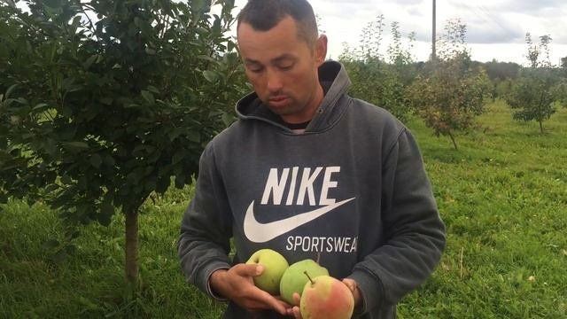 Груша Десертная россошанская