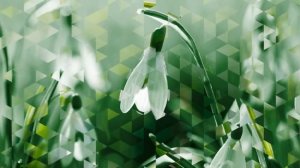 Футаж весенний. Подснежники. Красивый футаж для видео. Видеофон.