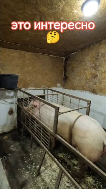 От чего падают на ноги свиньи смотреть онлайн