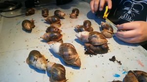 Размеры улиток ахатин в реальном масштабе