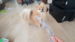 Понравится ли шпицу самодельная игрушка?