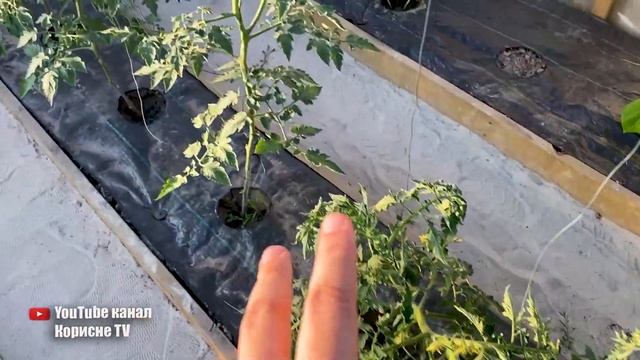 Підв'язка томатів швидко міцно і легко! Шкода що я раніше не знав цей спосіб