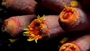 Женский сосок под микроскопом.