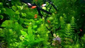#Aquarium. Мой аквариум - травник.