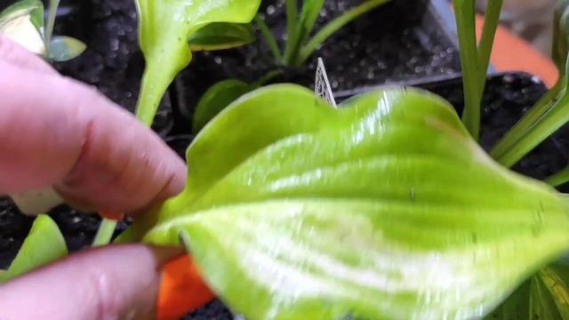 Хоста из семян...моим сеянцам пол года...#hosta #хоста #изсемян #обзор #окрасразмер#hosta
