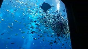 САНЬЯ  ОКЕАНАРИУМ ОТЕЛЯ АТЛАНТИС  / ATLANTIS HOTEL SANYA