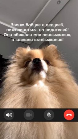 Звоню бабуле с дедулей #9