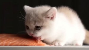 Котенок ест рыбу под музыку из Doom