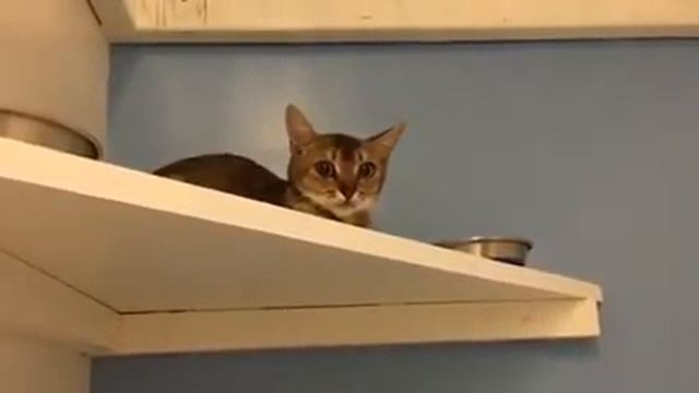 Cleo Kitty Mail! смотреть онлайн