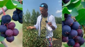 ИРГА КРАСНОЯРСКАЯ Самый поздний российский сорт ирги.