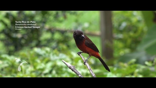 Birds of Colombia - Toche Pico-de-Plata (Ramphocelus dimidiatus) Crimson-backed Tanager (female) смотреть онлайн