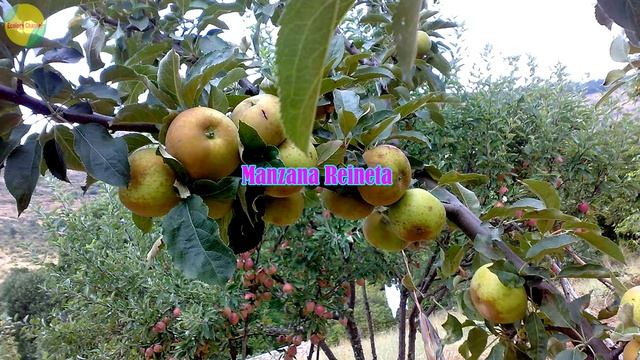 11 Tipos de Manzanas mas Populares смотреть онлайн