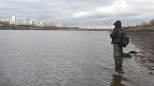 окунь в черте города