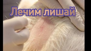 Диагностика, лечение лишая у животных. Как избавиться от грибковых спор в квартире?