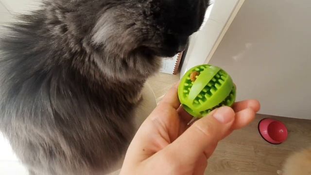 Шпиц и кот обменялись своими подарками!