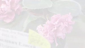 28.04.24./Выставка фиалок(МК) в Доме фиалок#фиалки#выставка#домфиалки#