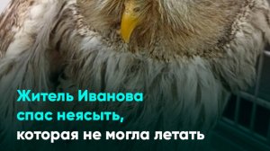 Житель Иванова спас неясыть, которая не могла летать