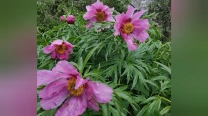 МЕДОНОС ПИОН УКЛОНЯЮЩИЙСЯ