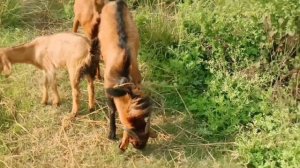 जानवरों के सेक्स करने का तरीका| जानवरों का सेक्स| जानवर सेक्स कैसे करते हैं| animal se