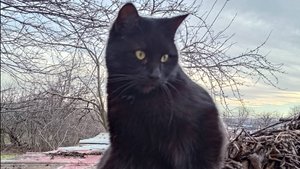 Коты в огороде