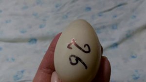 Как подготовить утиное яйцо к инкубации. Моем и дезинфицируем.