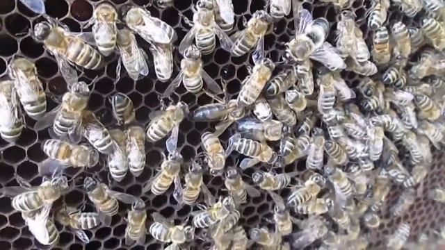 Матка с дефектом смотреть онлайн