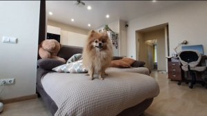 Котонападение на шпицинку Басю!