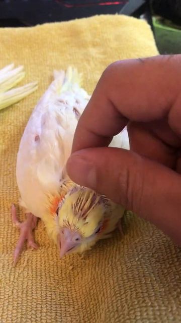 Птенцы возраст 20 дней 2 лютино и 1 перловая корица выкормыши смотреть онлайн