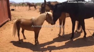 Mini Horse Meeting Two Big Horses 2020