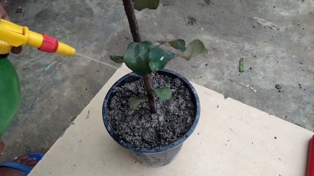 How to grow Apple Ber (jujube) tree from cutting 💯% success results || This plants grow in Aloevera