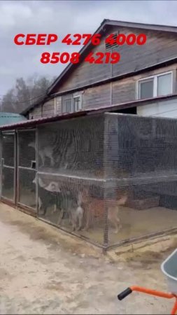 Помогите прокормить животных!