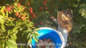 ПЕРСИКИ, НЕКТАРИНЫ   Собираем урожай на даче в Беларуси.