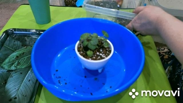 КОМНАТНЫЕ РАСТЕНИЯ(ЦВЕТЫ).ГОРШОЧКИ С,WB.ПЕРЕСАДКА КАМНЕЛОМОК.