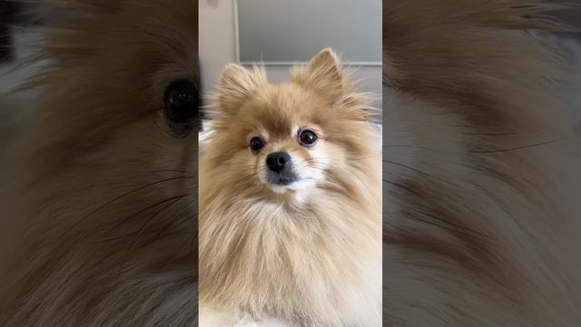 У Басеньки не получается зевнуть!