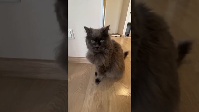 Когда коту скучно, он не дает спать шпицу!