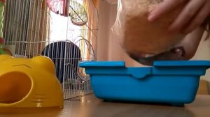 Уборка у моих хомячков🐹💕