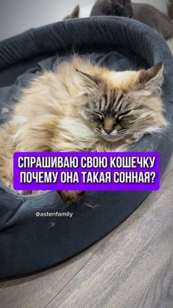 Такая сонная #astenfamily#кототерапия #кошечки#приколыкоты#котыприколы#смешныекотики