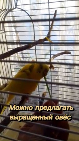 Зимняя зелень для попугайчика 🌳