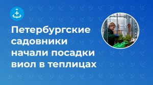 Петербургские садовники начали посадки виол в теплицах