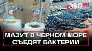 Спасение для Анапы от Сириуса - мазут в Черном море съедят бактерии