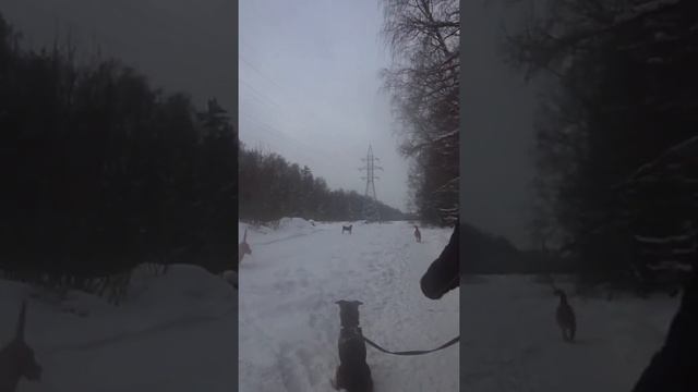 ВЫБОРКА ПОВЕДЕНИЯ ЭТО ТУПИКОВЫЙ ПУТЬ В ДРЕССИРОВКЕ смотреть онлайн